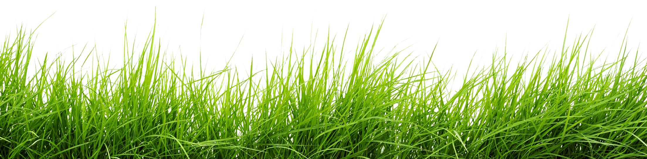 grass